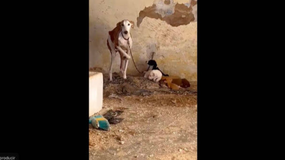 Maltrato animal en Xàtiva