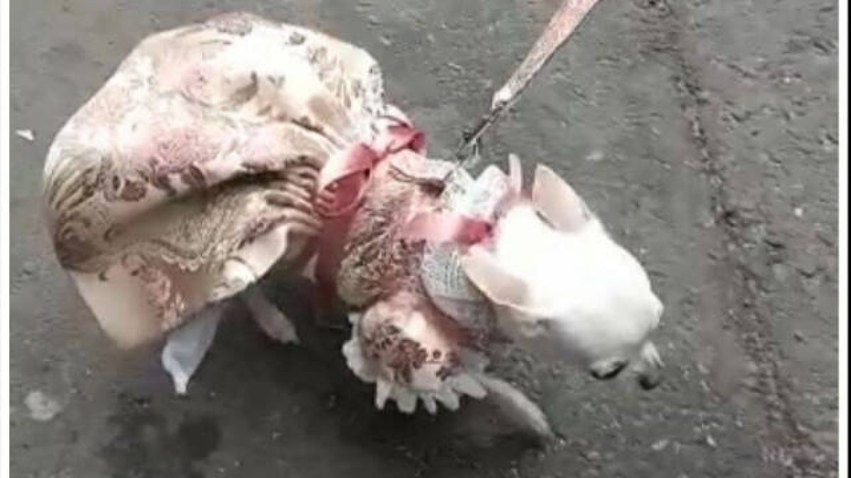 Barbie, Gossa Major, desfilando con su traje