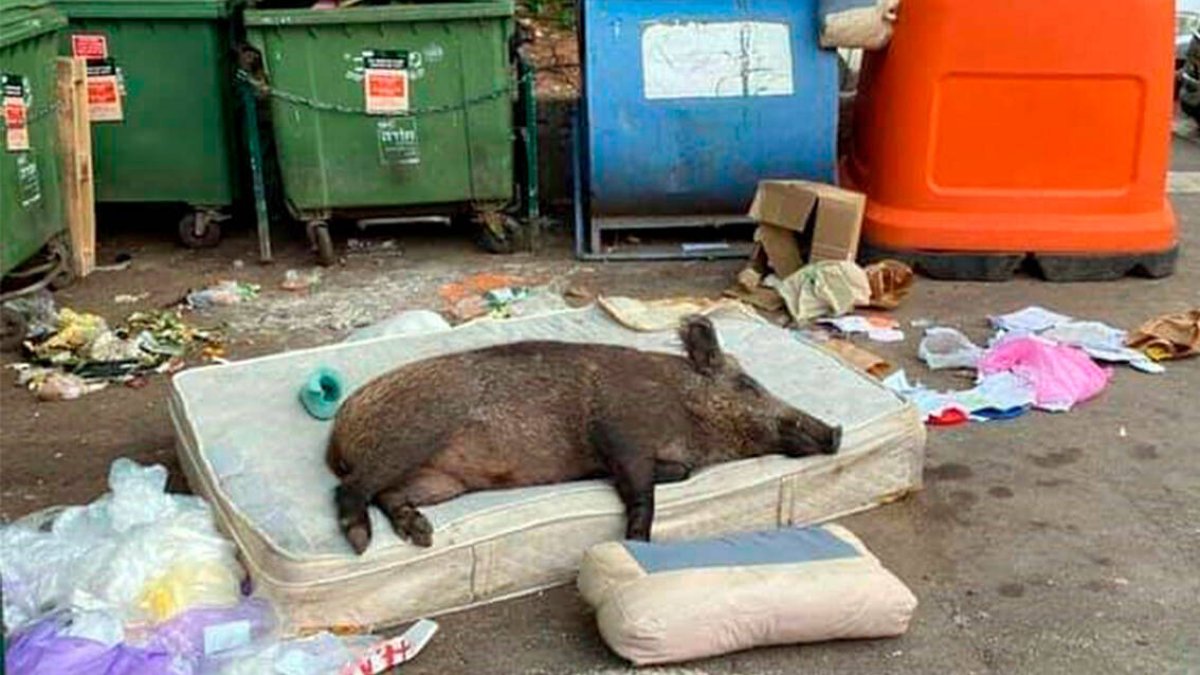 Imagen que ha circulado por redes sociales de un jabalí dormido tranquilamente en un colchón.