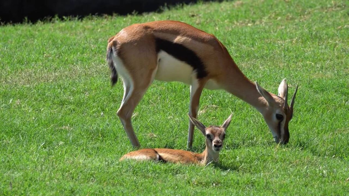 La nueva cría de gacela junto a su madre en el Bioparc.