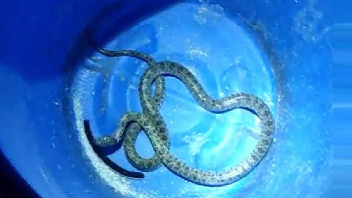 Capturada una gran culebra muy agresiva en el armario de un comercio