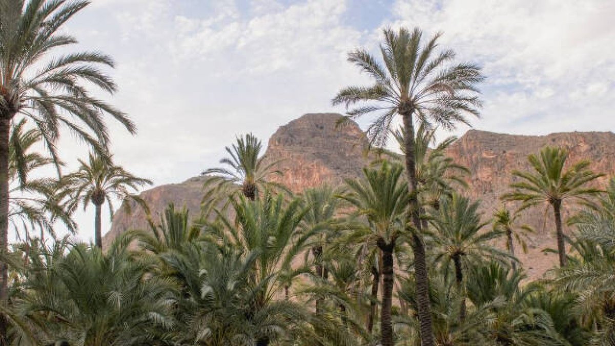 Palmeral de Orihuela