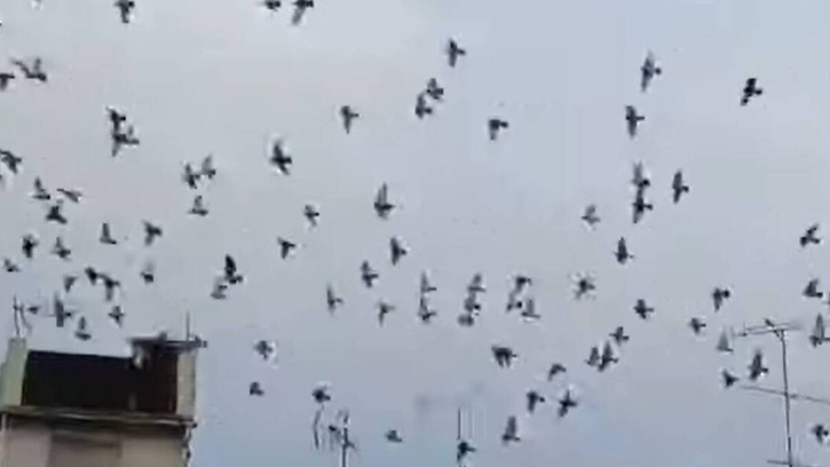Plaga de palomas en Xàtiva.