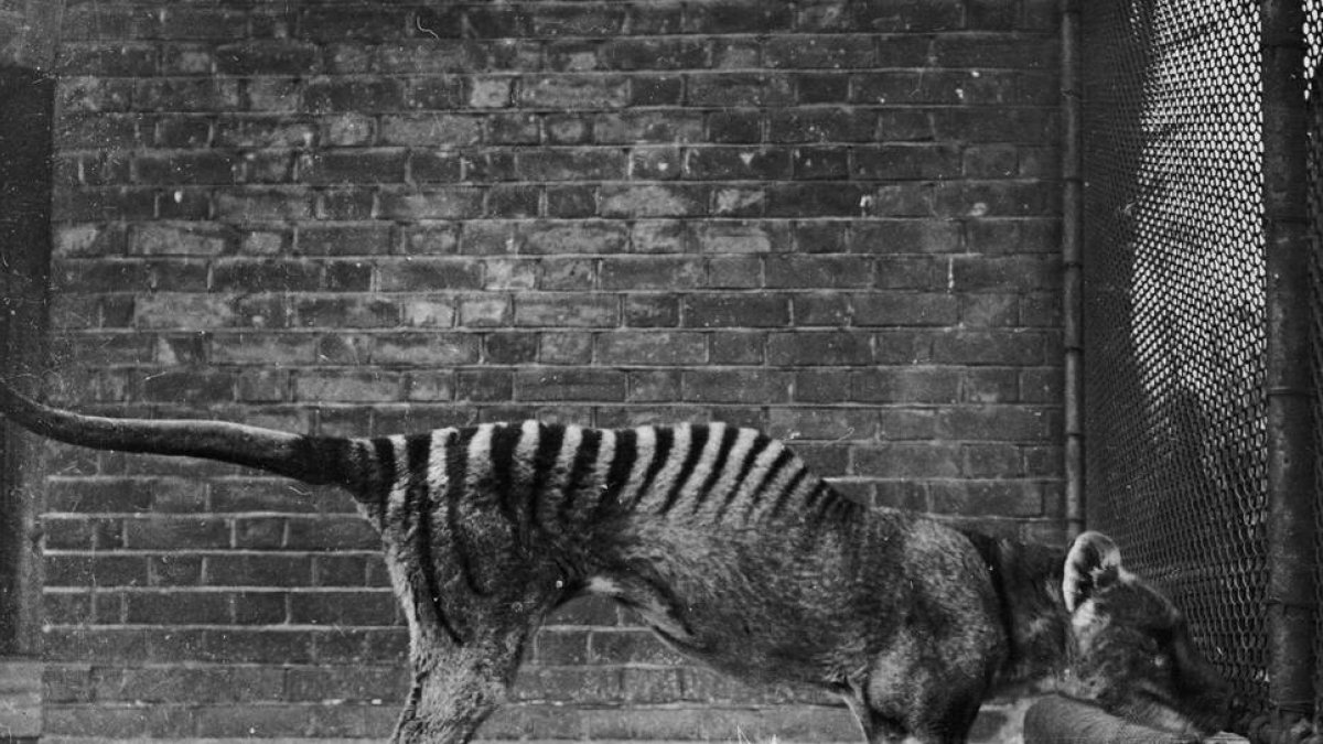 Tigre de Tasmania
