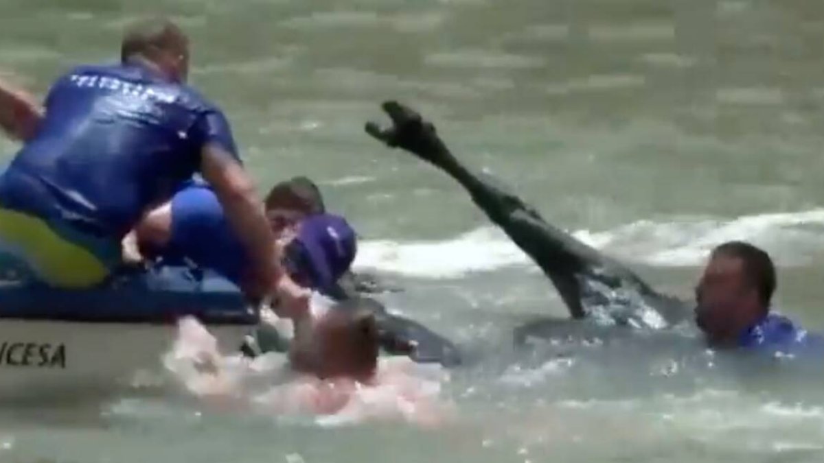 Momento en el que el toro está siendo sacado del agua.