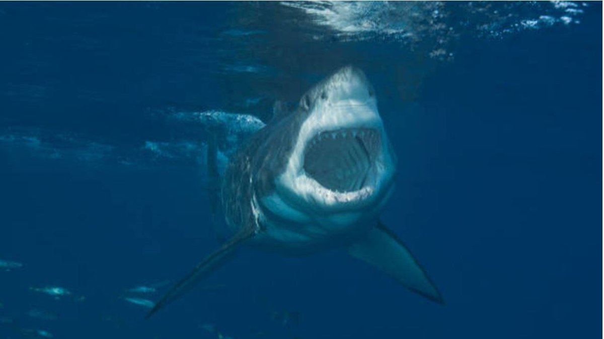 Ataque de un tiburón