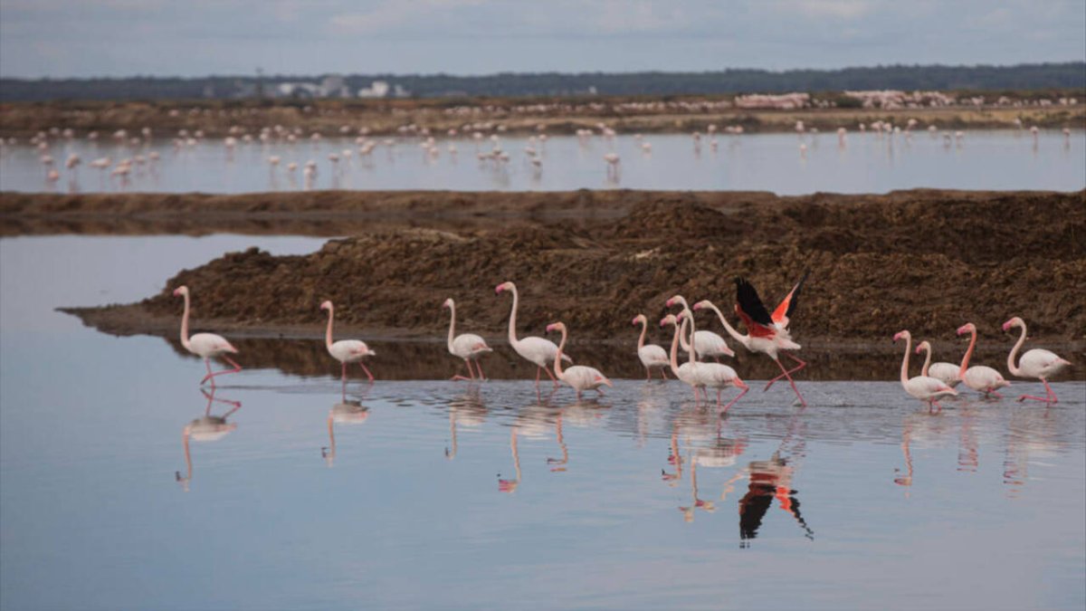Colonia de flamenco en el Paraje Natural de las marismas del Odiel, en Huelva.