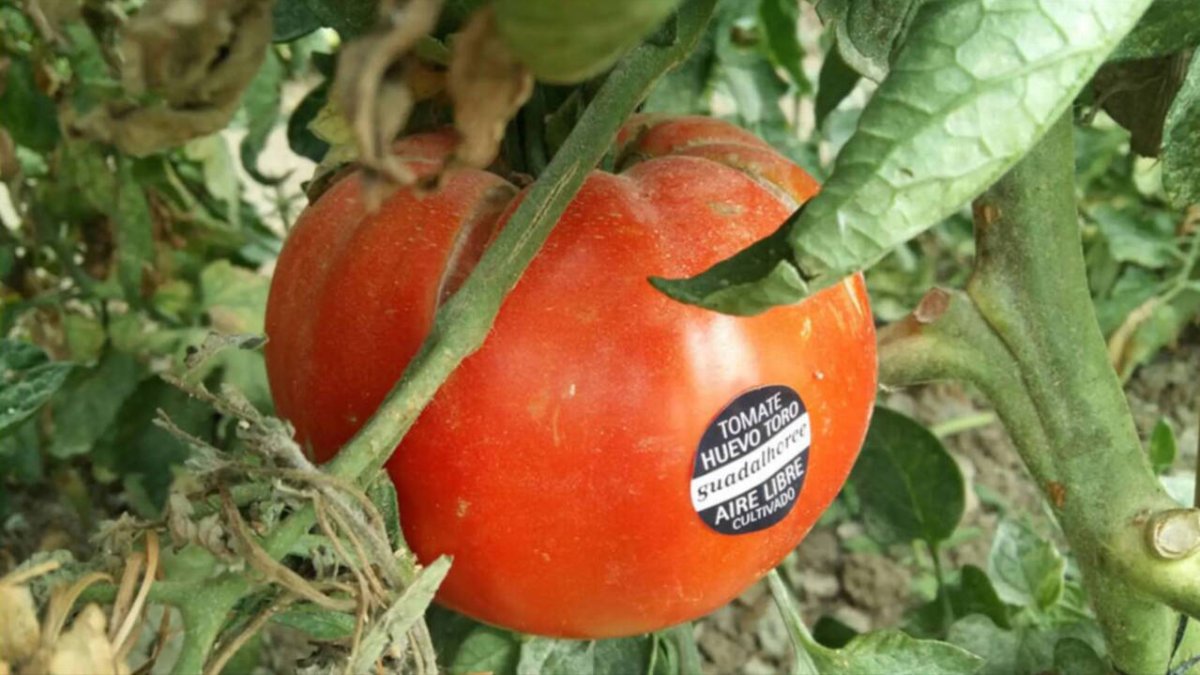 Tomate 'Huevo Toro' del Guadalhorce.