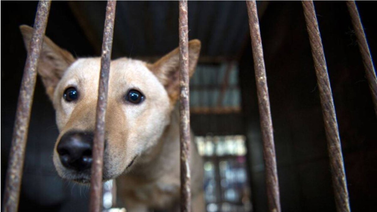 Prohibición de comer carne de perro en Corea del Sur