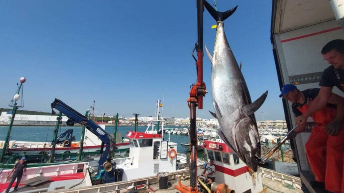 Primera 'levantá' de la almadraba de Barbate. Foto Barbate Turismo.