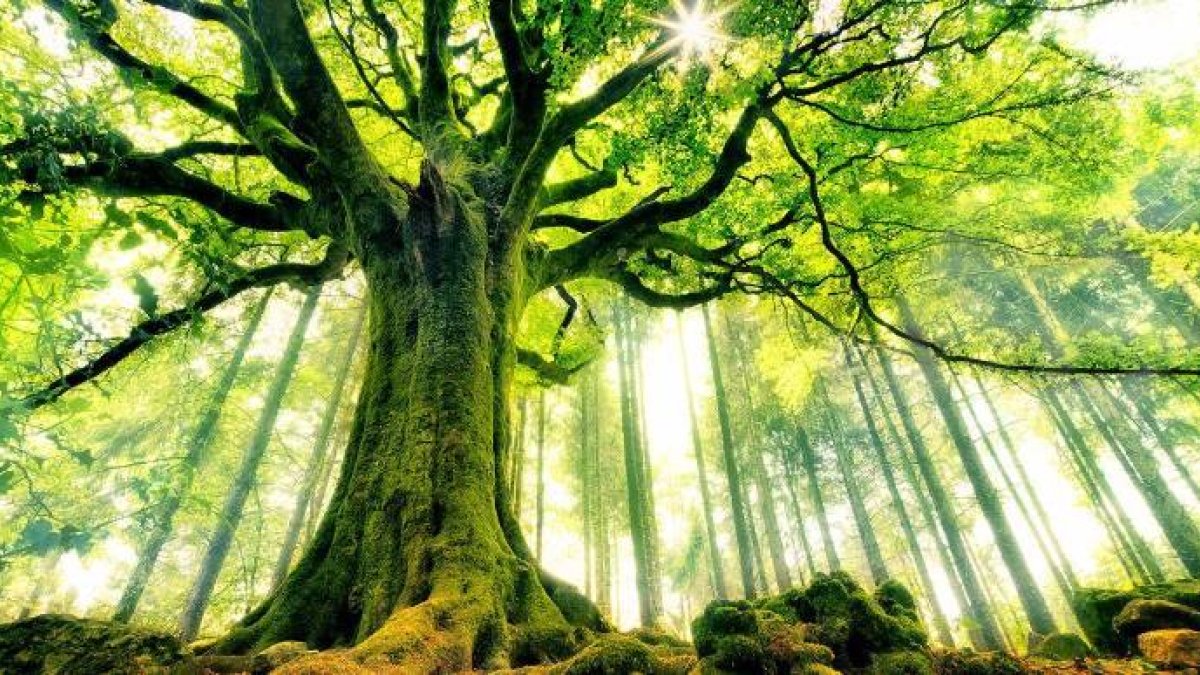Descubre algunos de los bosques más bonitos del mundo