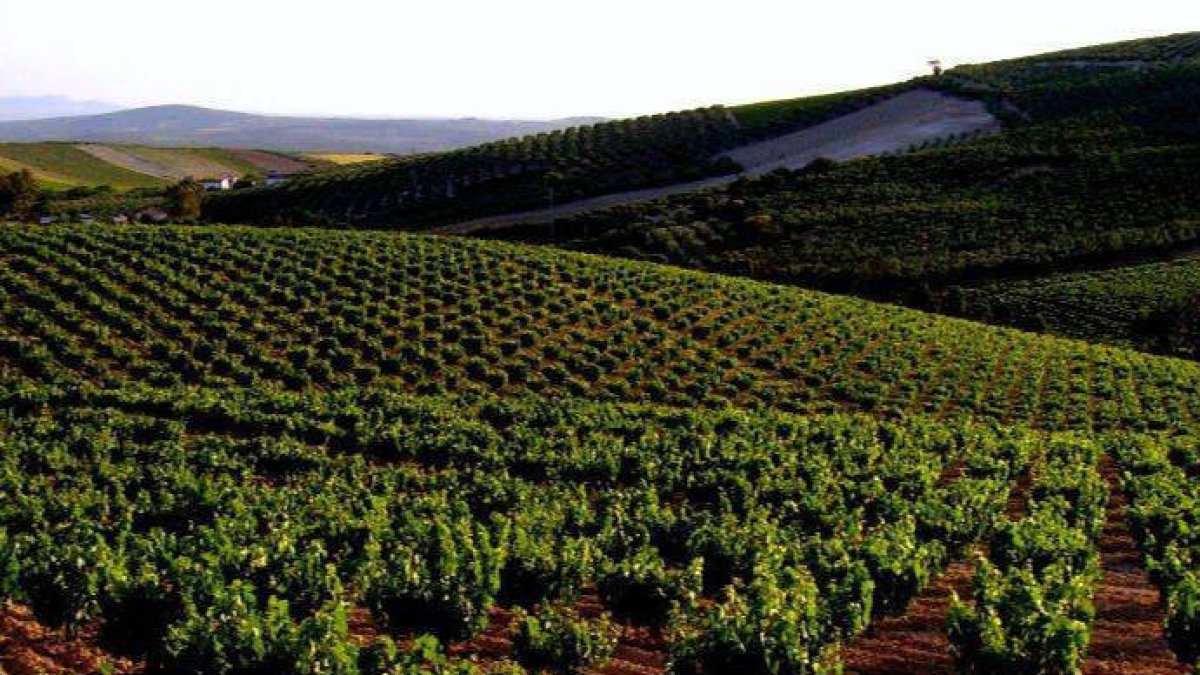 Campiña sur cordobesa: paisaje, historia y vino