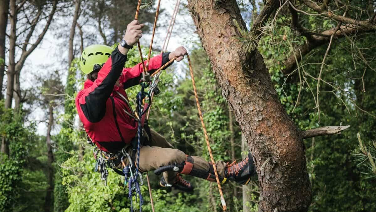 5 Parques de Aventura cerca de Madrid para disfrutar de la naturaleza