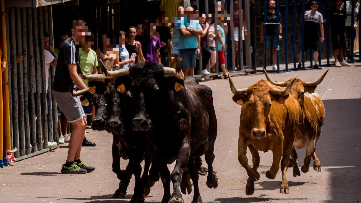 Bous al carrer en Gátova