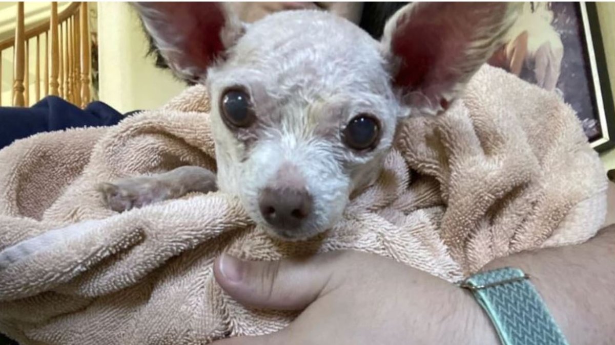 El perro Gizmo