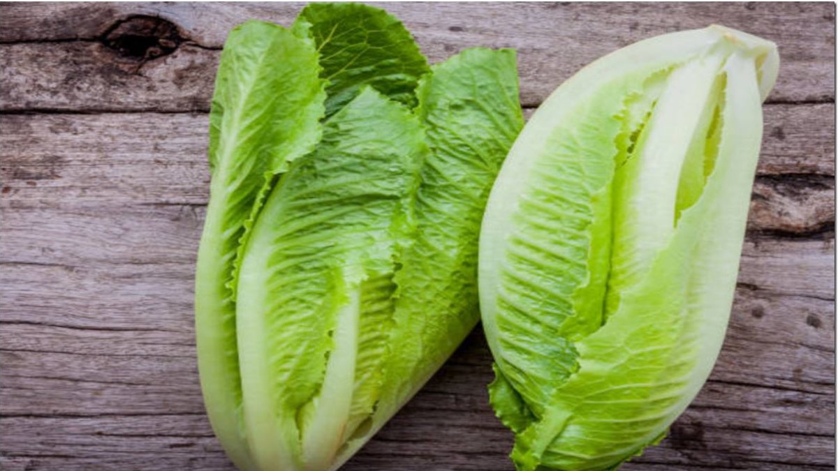 Lechuga romana
