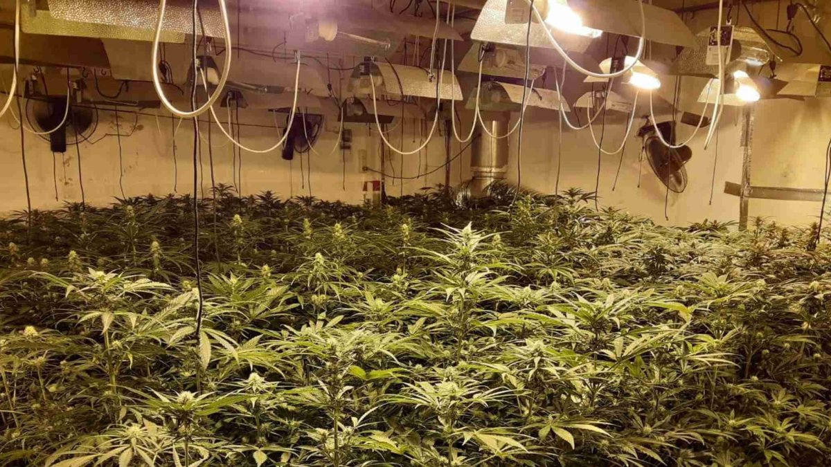 (Foto de ARCHIVO)
Endesa estima que el fraude eléctrico por las plantaciones de marihuana se ha disparado un 70% en cinco años
ENDESA
04/3/2024
