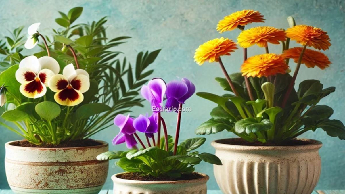 Plantas con flores para otoño-invierno