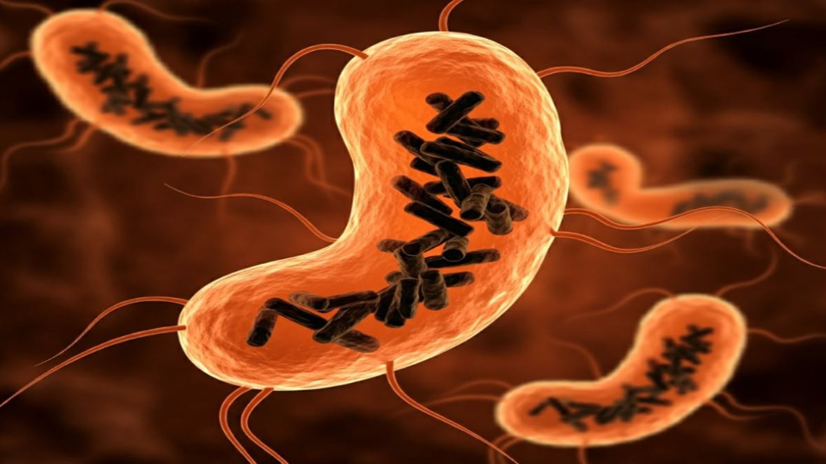 Obeliscos, nueva entidad biológica