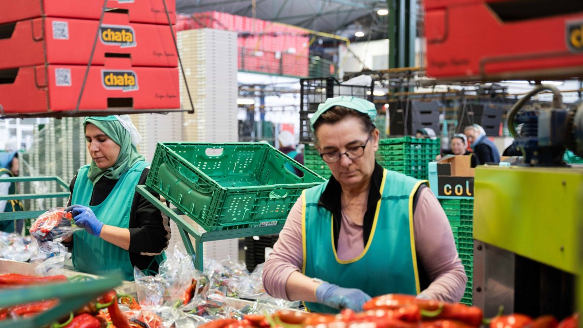 Trabajadoras de Agroejido, en Almería.
