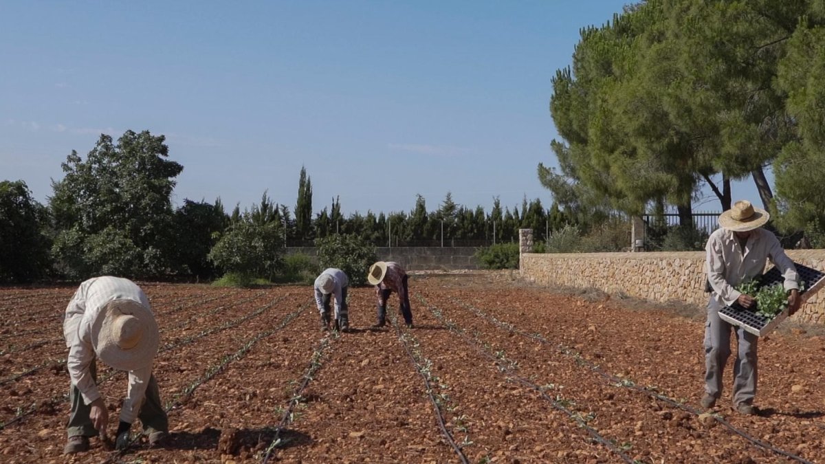 (Foto de ARCHIVO)
Agricultores trabajando en un campo en Mallorca.
CAIB
21/2/2022