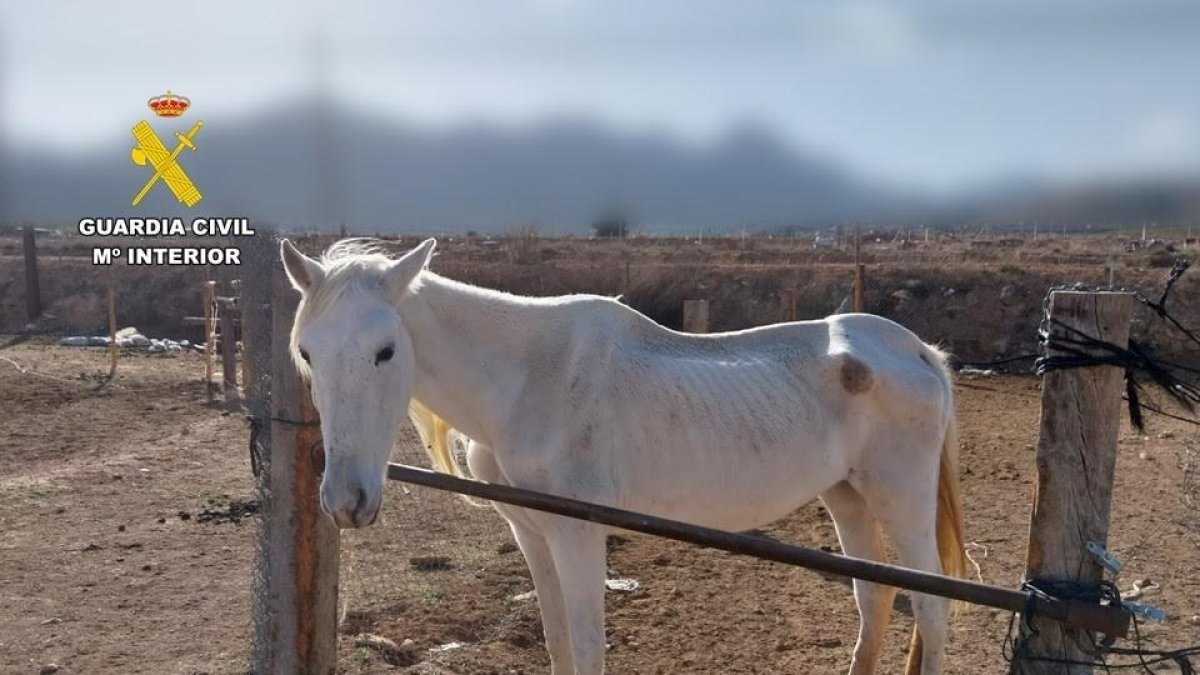 Dos investigados por maltrato animal en una finca de un municipio del Vinalopó Mitjà