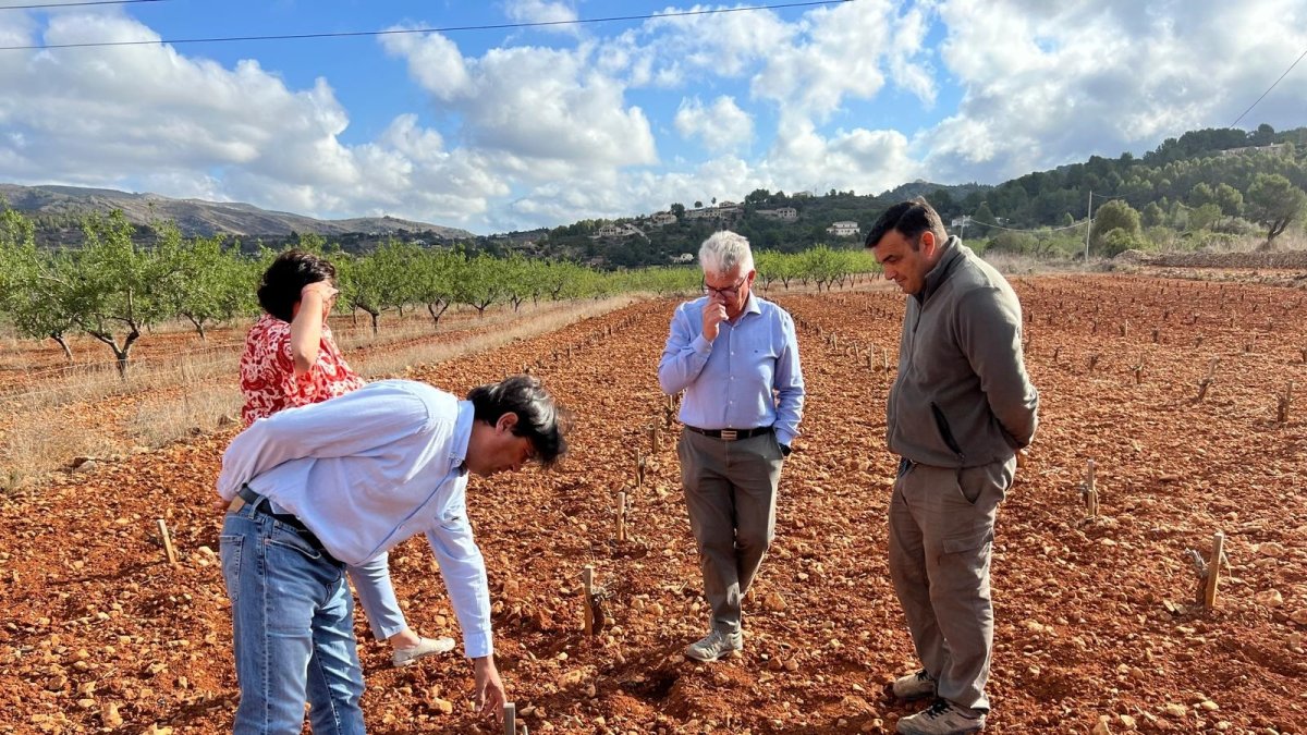 Asaja Alicante subraya la crisis del limón y una sequía extrema en el secano 