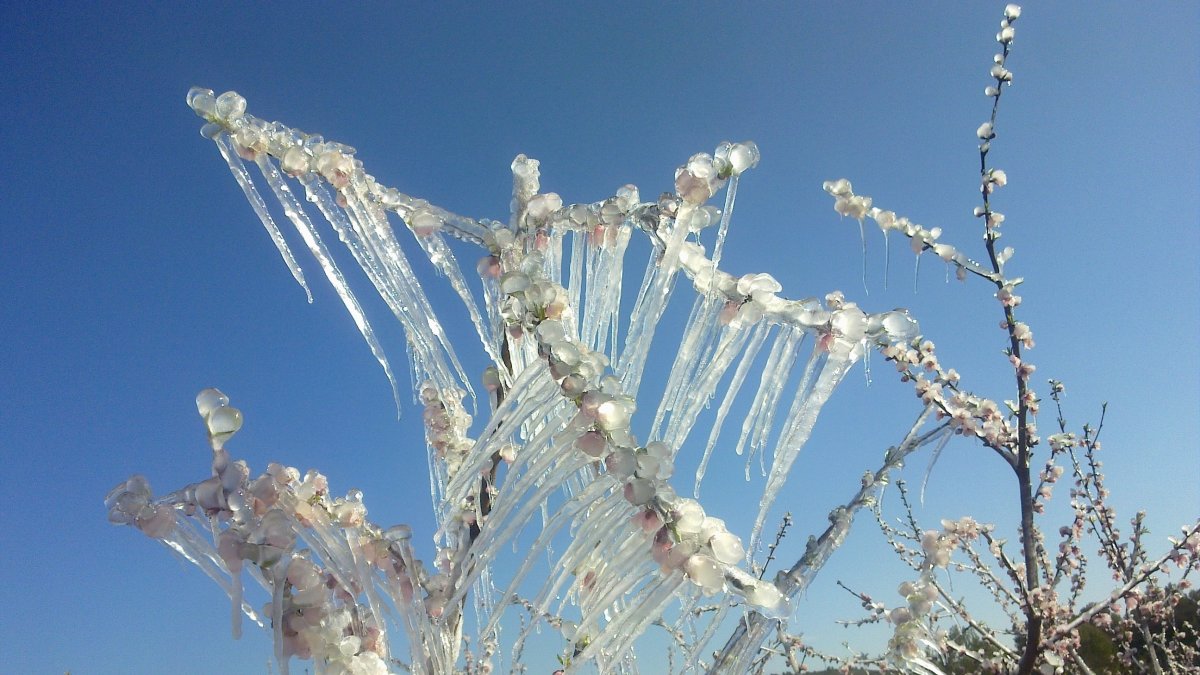 Melocotonero helado
