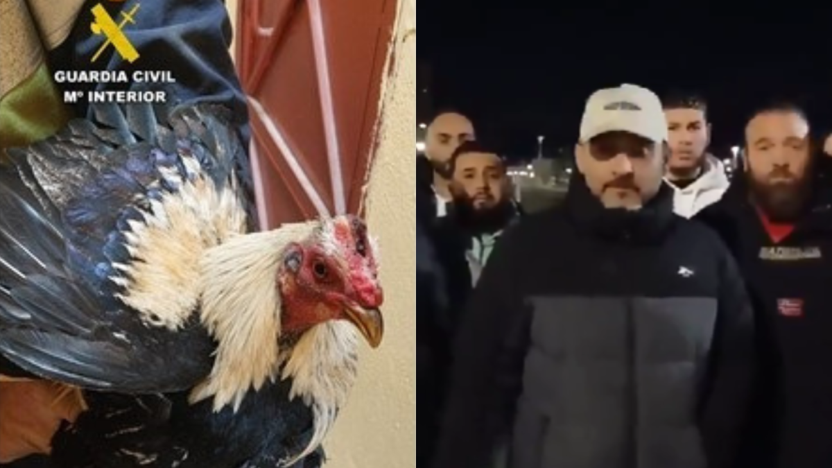 Uno de los gallos robados y la familia de etnia gitana que se hizo viral exigiendo su devolución.