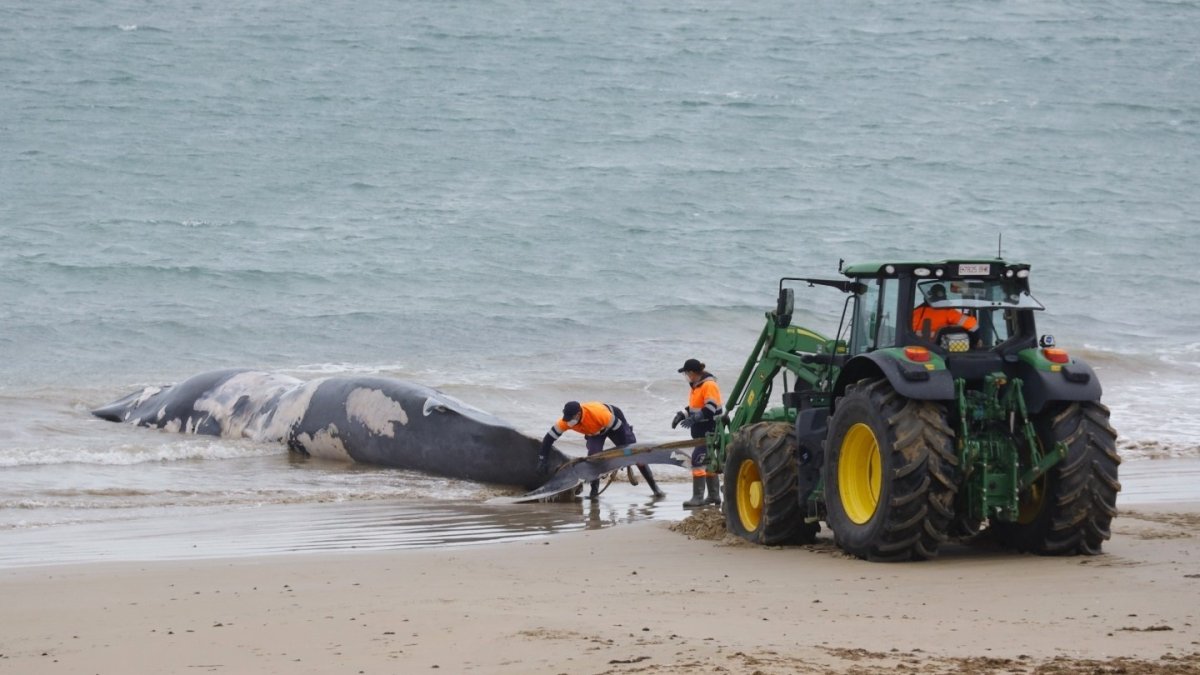 Operarios del Ayuntamiento de Rota trabajan para retirar de la playa una ballena.