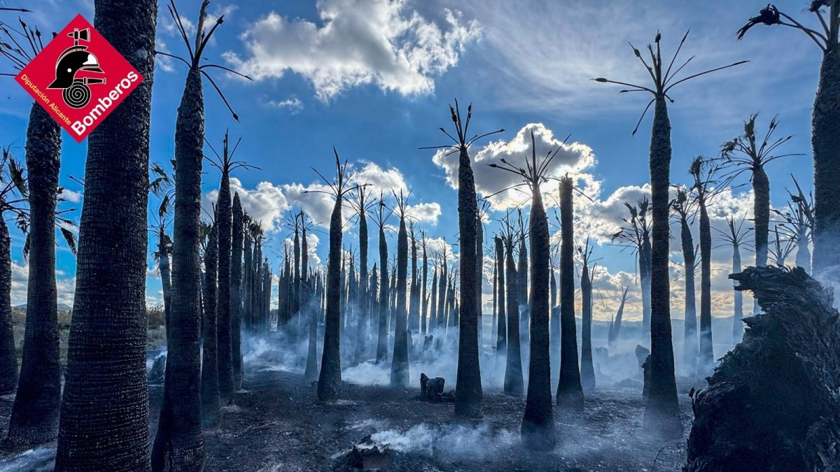 Extinguido un incendio en un palmeral cercano al polígono industrial de Jacarilla
