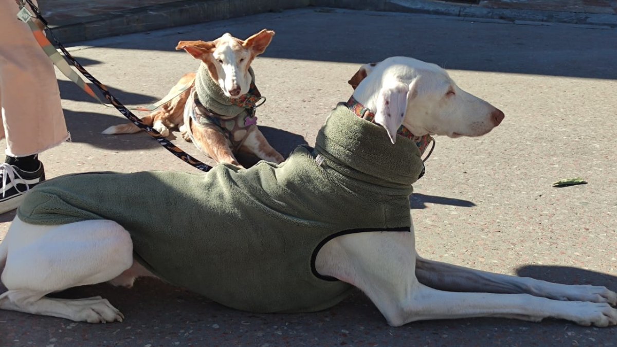 Los galgos uno de los perros más utilizados para la caza.