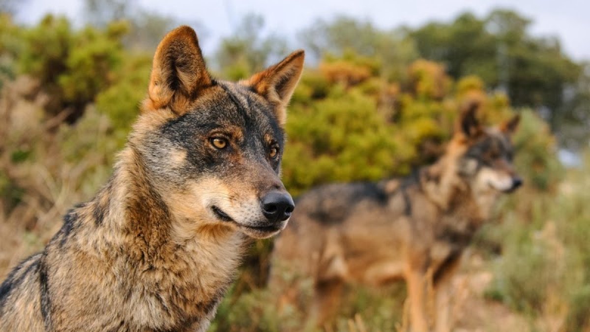 Imagen de un lobo