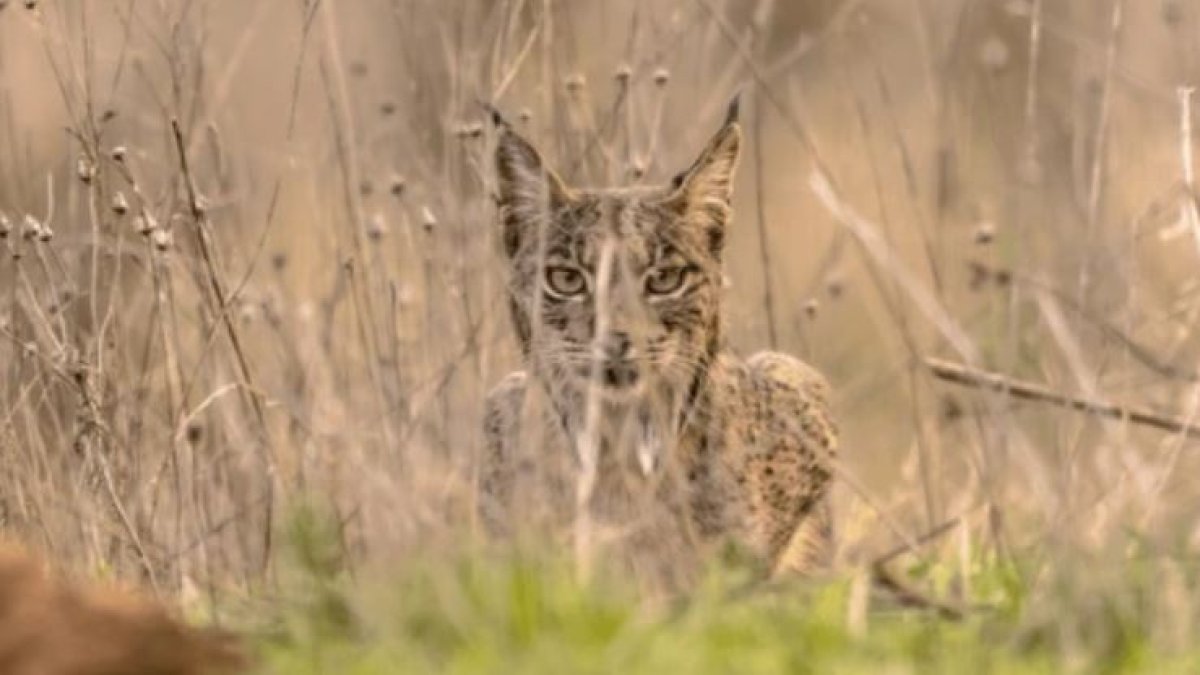 Lince ibérico