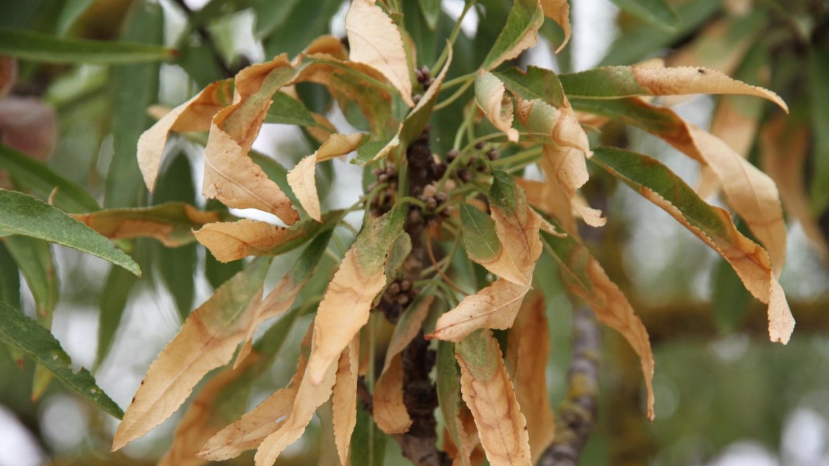 (Foto de ARCHIVO)
Detalle de un almendro afectado por la bacteria ‘Xilella fastidiosa’
