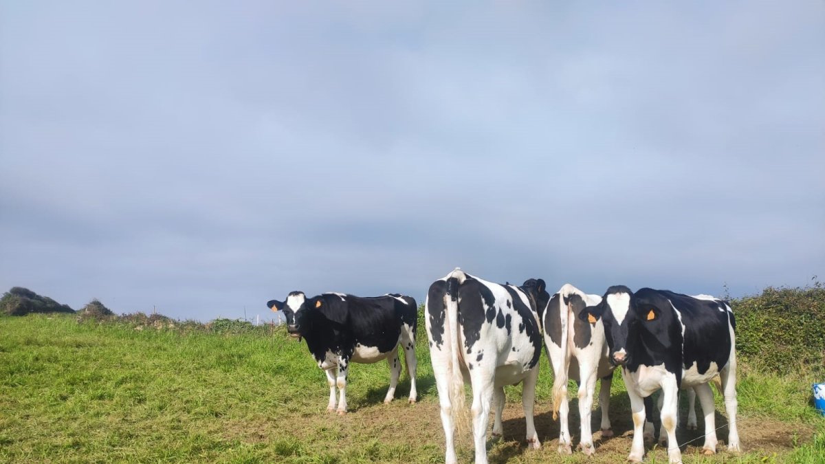 Archivo - Vacas de leche.
