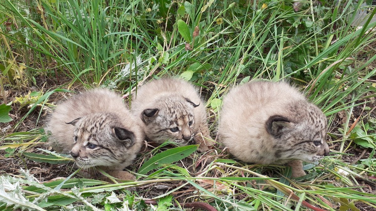 Imágenes de una camada de tres cachorros de lince ibérico.