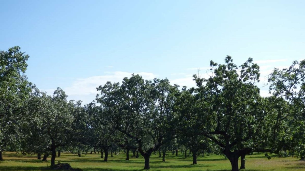 Archivo - Una finca rústica de titularidad municipal.