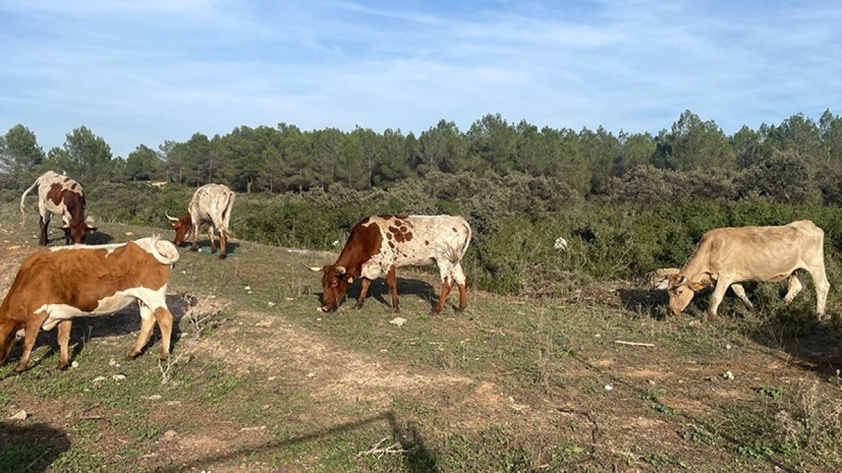 Ganado en el campo