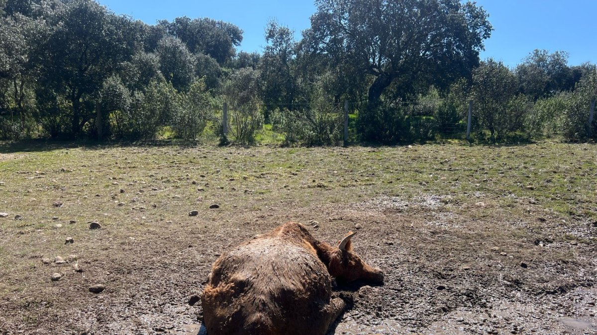 Cadáver de la vaca junto a su ternero tras ser atacadas por los buitres.
