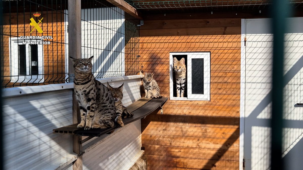 Animales incautados en la operación