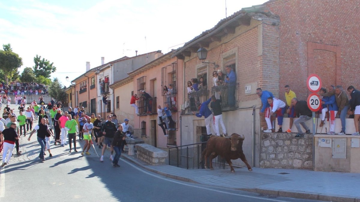 (Foto de ARCHIVO) El Toro de la Vega en Tordesillas (Valladolid)