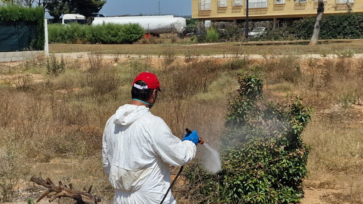 Personal del Ayuntamiento fumigan ante la plaga de chinches