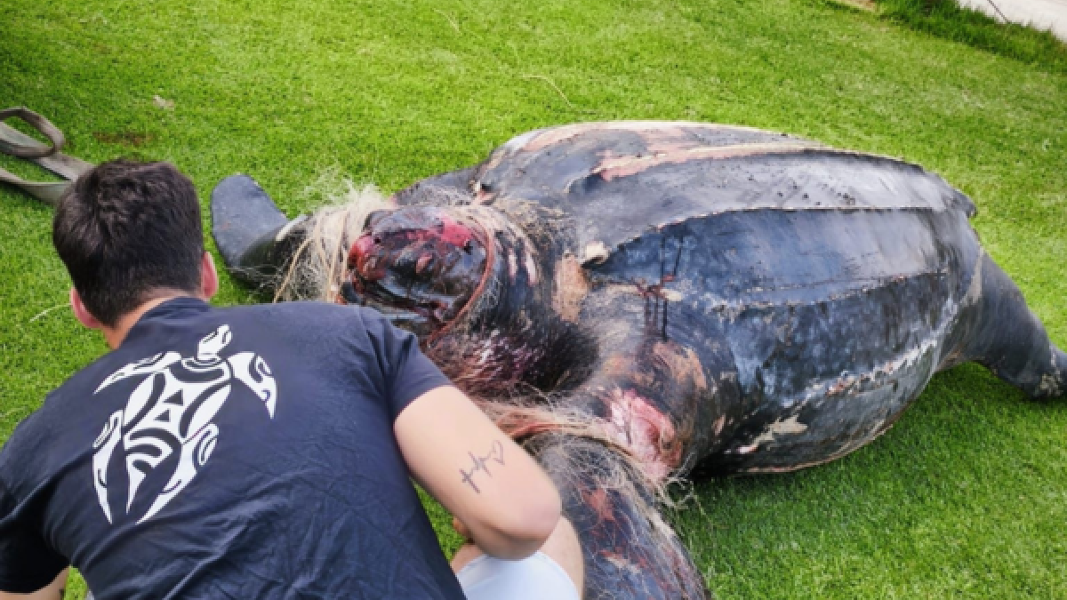 Tortuga sin vida