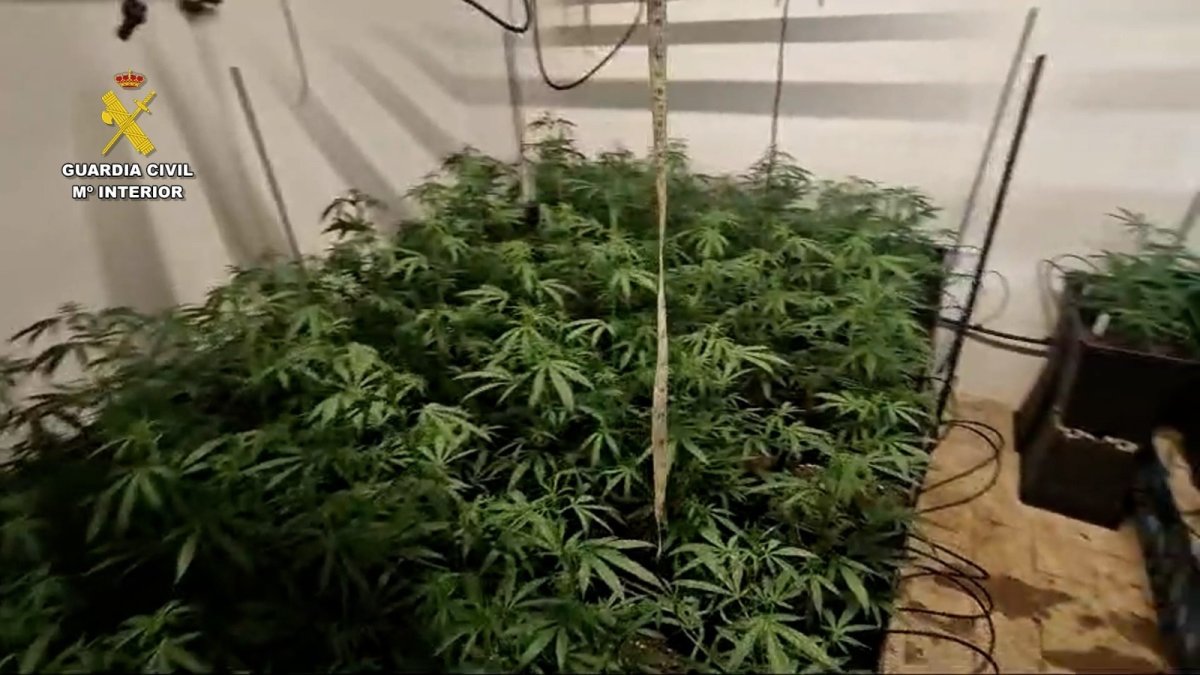 Imagen de la plantación intervenida en Los Palacios, Sevilla.