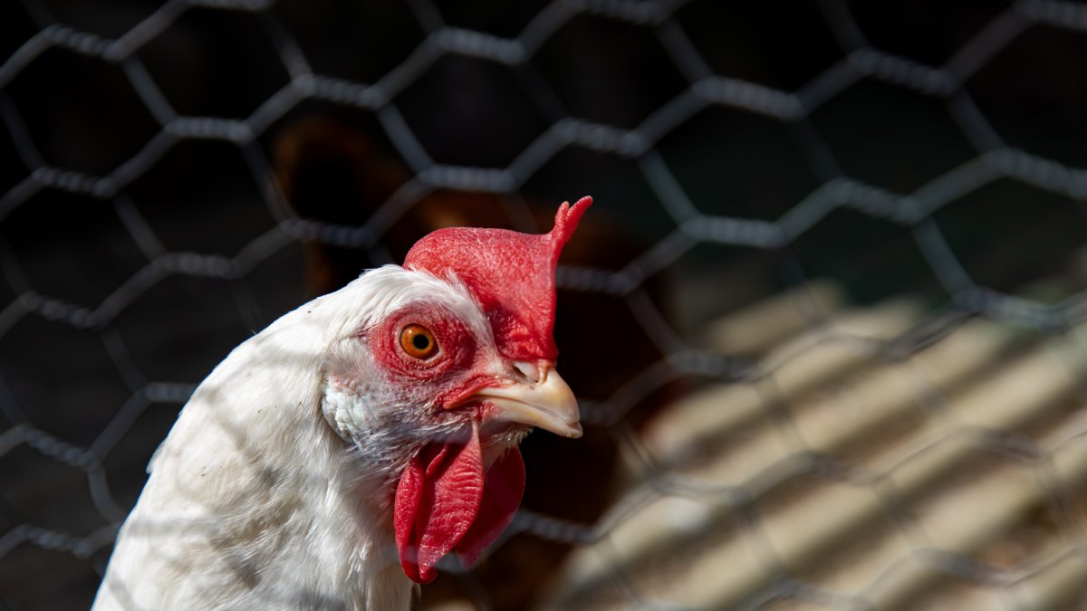 (Foto de ARCHIVO)
Una gallina dentro de una casa, a 19 de marzo de 2024, en El Berrueco, Madrid (España). El municipio de El Berrueco se localiza a orillas del embalse de El Atazar en un entorno natural rodeado de piedras berroqueñas algunas de las cuales son prolongación de la cercana Sierra de La Cabrera. Esta localidad tiene una altitud de 925 metros y una extensión de 28,80 kilómetros, con una población de algo más de 800 habitantes. Desde el punto de vista físico destacamos la piedra granítica de todo su término municipal de dónde le viene a El Berrueco su importante y ancestral tradición cantera.
Rafael Bastante / Europa Press
20 MARZO 2024;EL BERRUECO;MADRID
20/3/2024