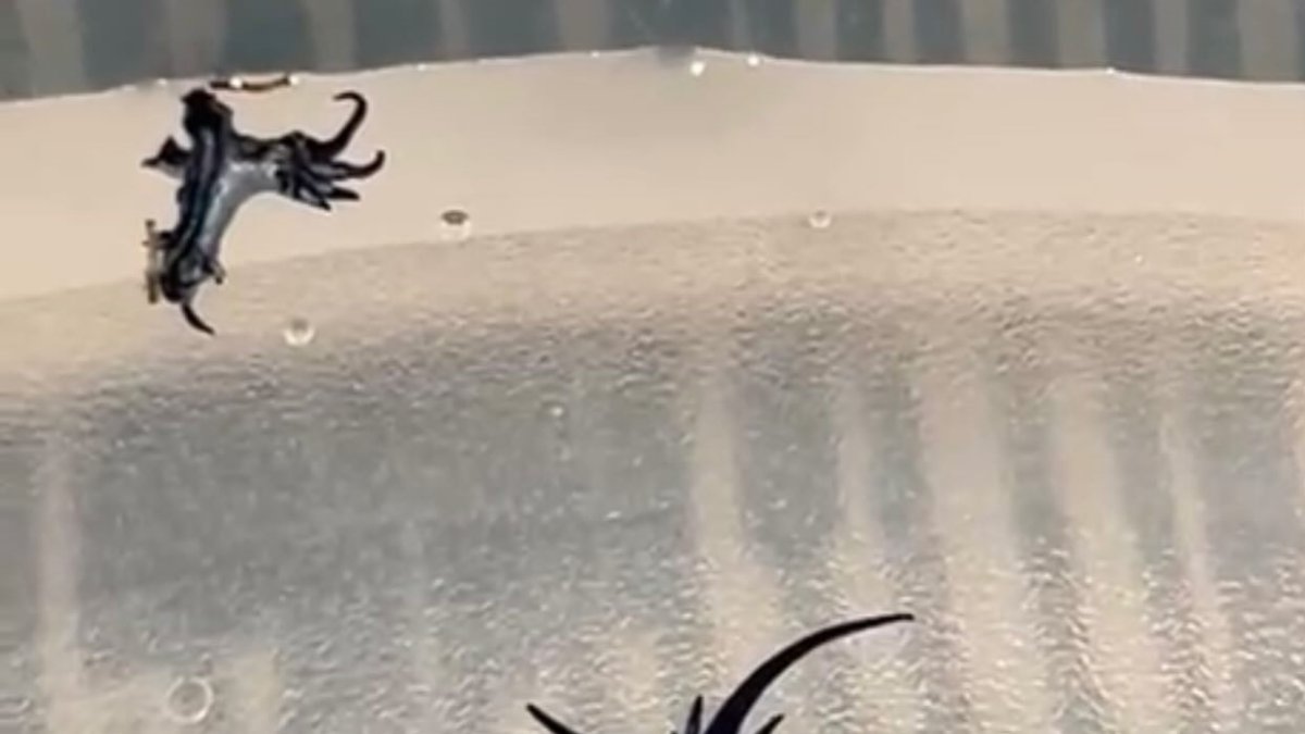 Vas a la playa y te encuentras... ¡Un dragón azul!: Prohibido el baño en las playas de Guardamar al detectar de nuevo cinco ejemplares