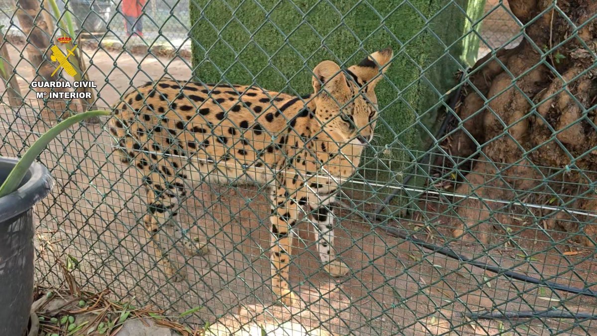 Ejemplar exótico del zoo clandestino