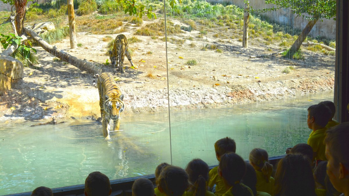 Visita escolar a Terra Natura Benidorm

REMITIDA / HANDOUT por TERRA NATURA BENIDORM
Fotografía remitida a medios de comunicación exclusivamente para ilustrar la noticia a la que hace referencia la imagen, y citando la procedencia de la imagen en la firma
04/9/2025