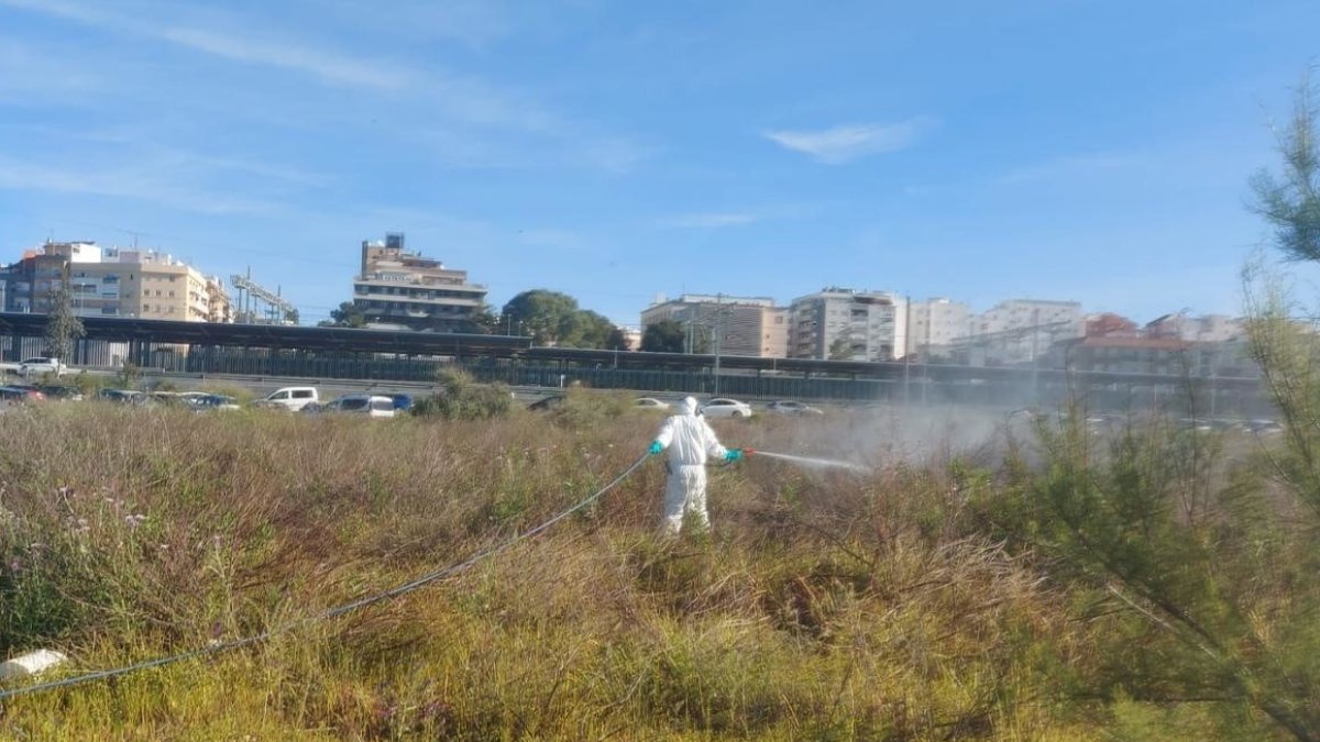 La presencia del virus del Nilo obliga a declarar "área en alerta" la ciudad de Huelva